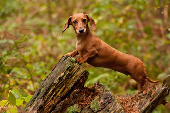 wiener dog